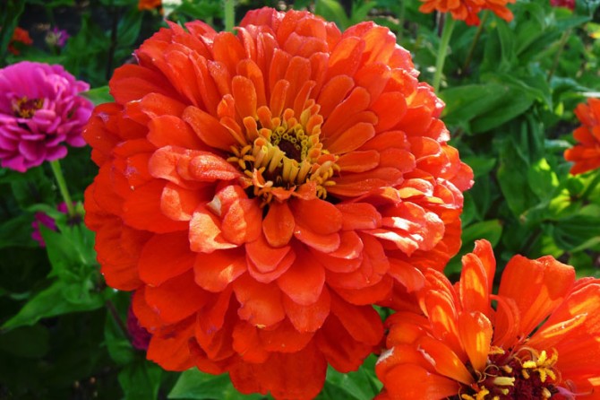 CutFlowers 4 768