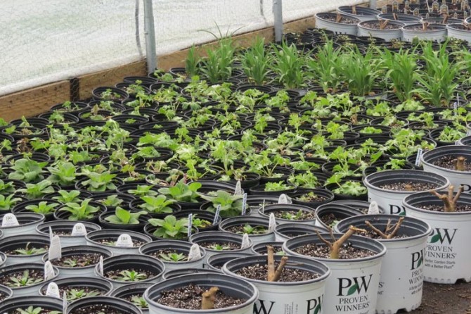 HoopHouse DetailPage GalleryImage 768x535 04