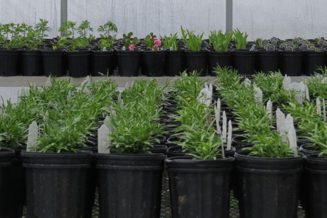 HoopHouse DetailPage GalleryImage 768x535 05