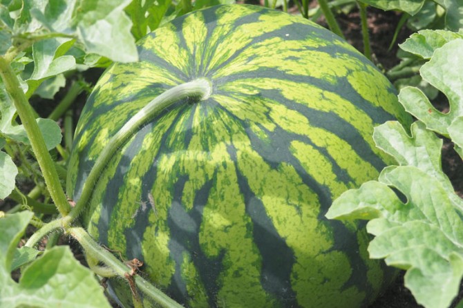 PumpkinPatch DetailPage GalleryImage 768x535 22