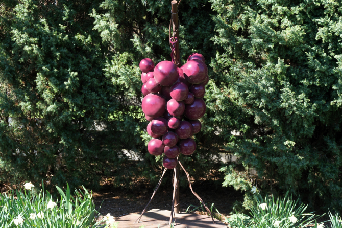 grapes