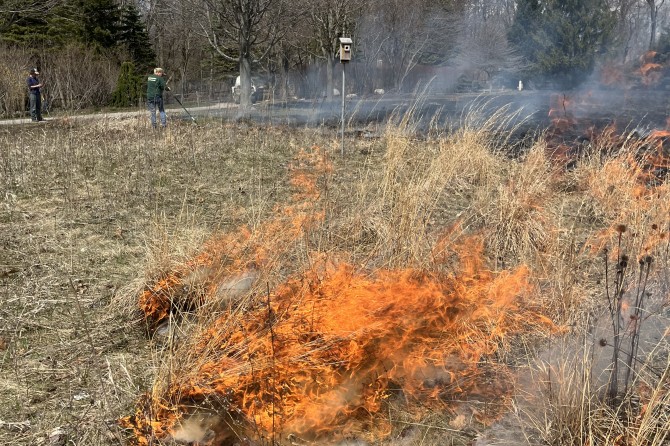 little bluestem burns hot