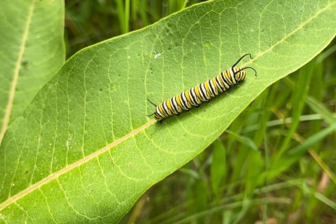 monarch caterpillar