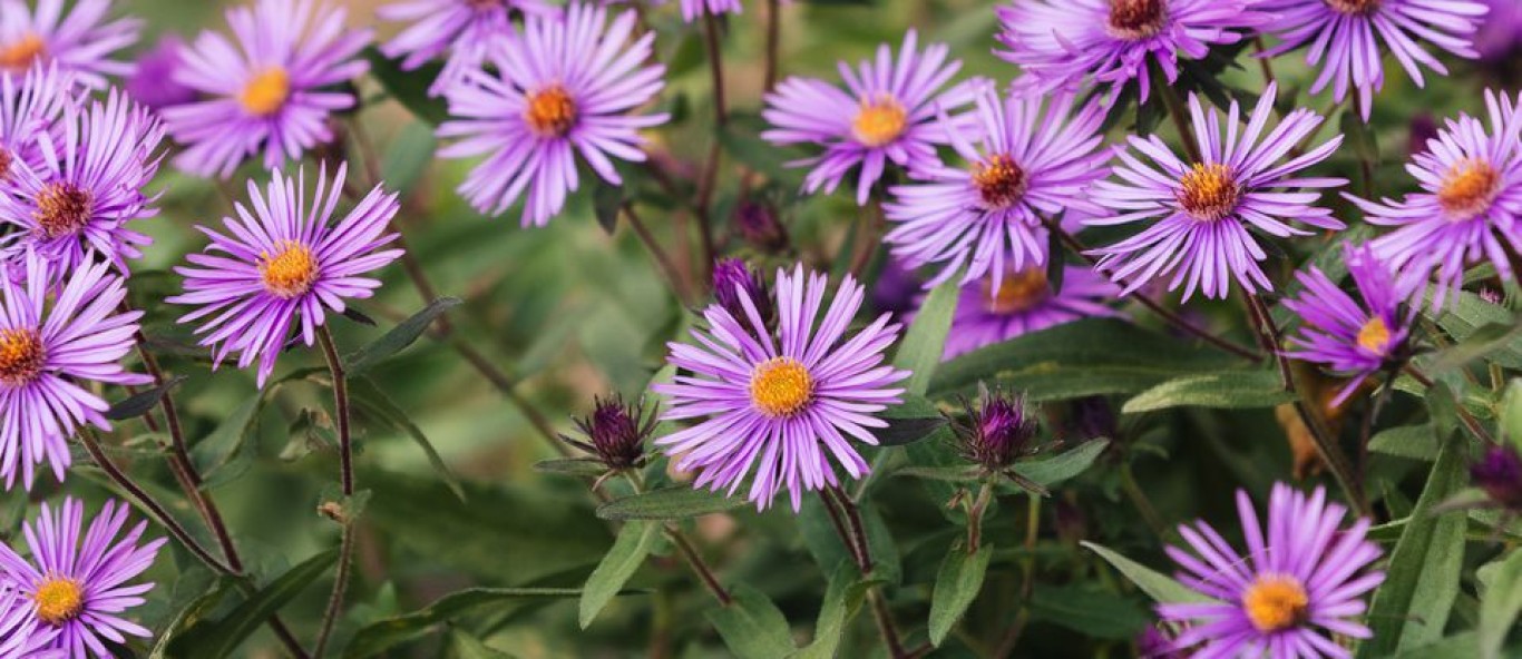 new england aster slide2