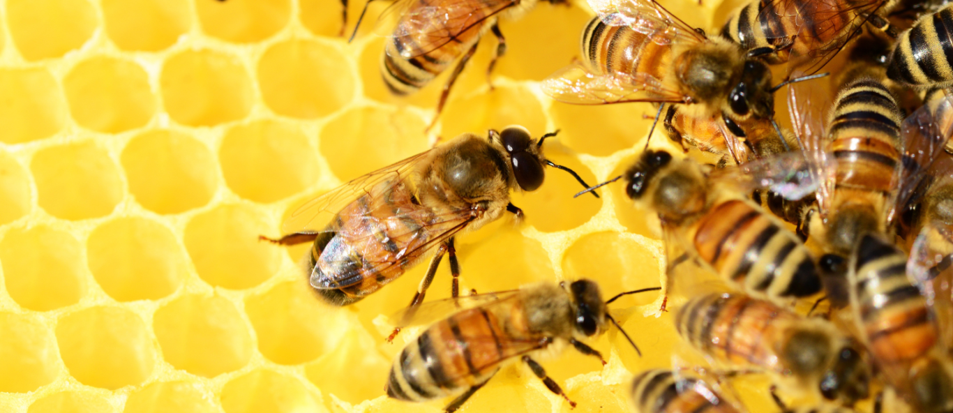 pollinators 1500 x 896 px