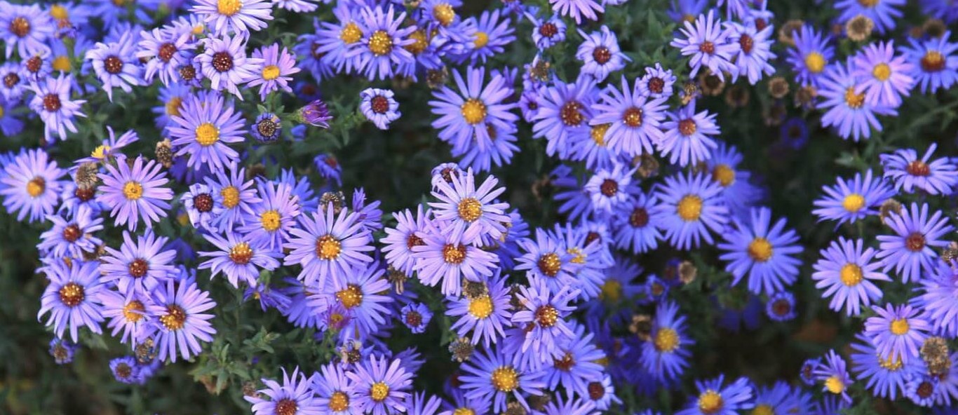 smooth blue aster slide